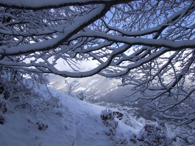 bosco innevato